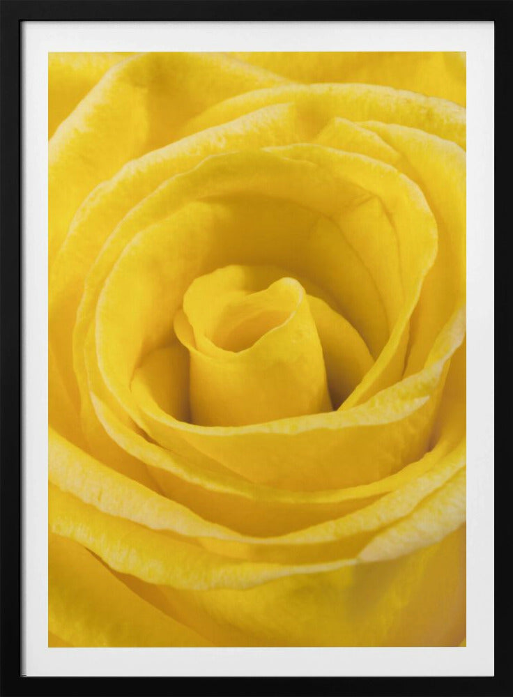 yellow rose | Poster