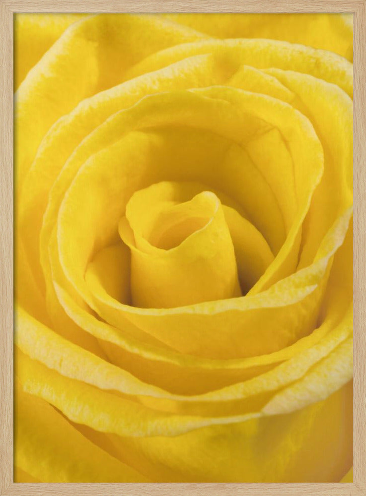 yellow rose | Poster