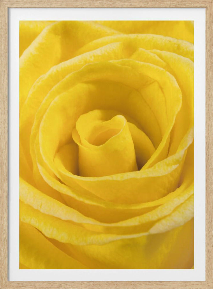yellow rose | Poster