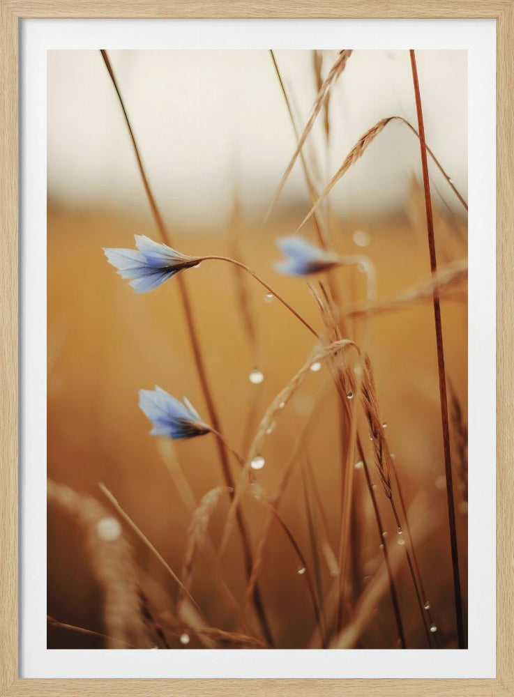 Blue Blooms at Dawn | Poster