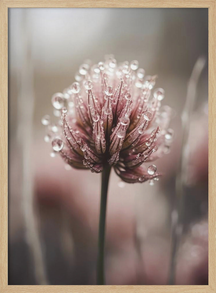 Dew-Kissed Blossom | Poster