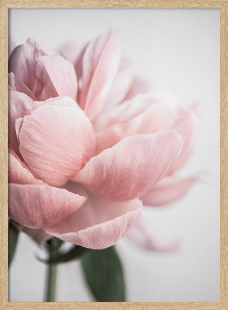 Peony 3 | Poster