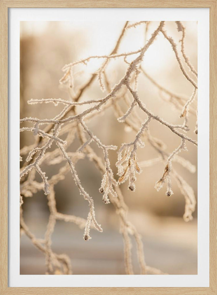 Frosty Morning 6 | Poster