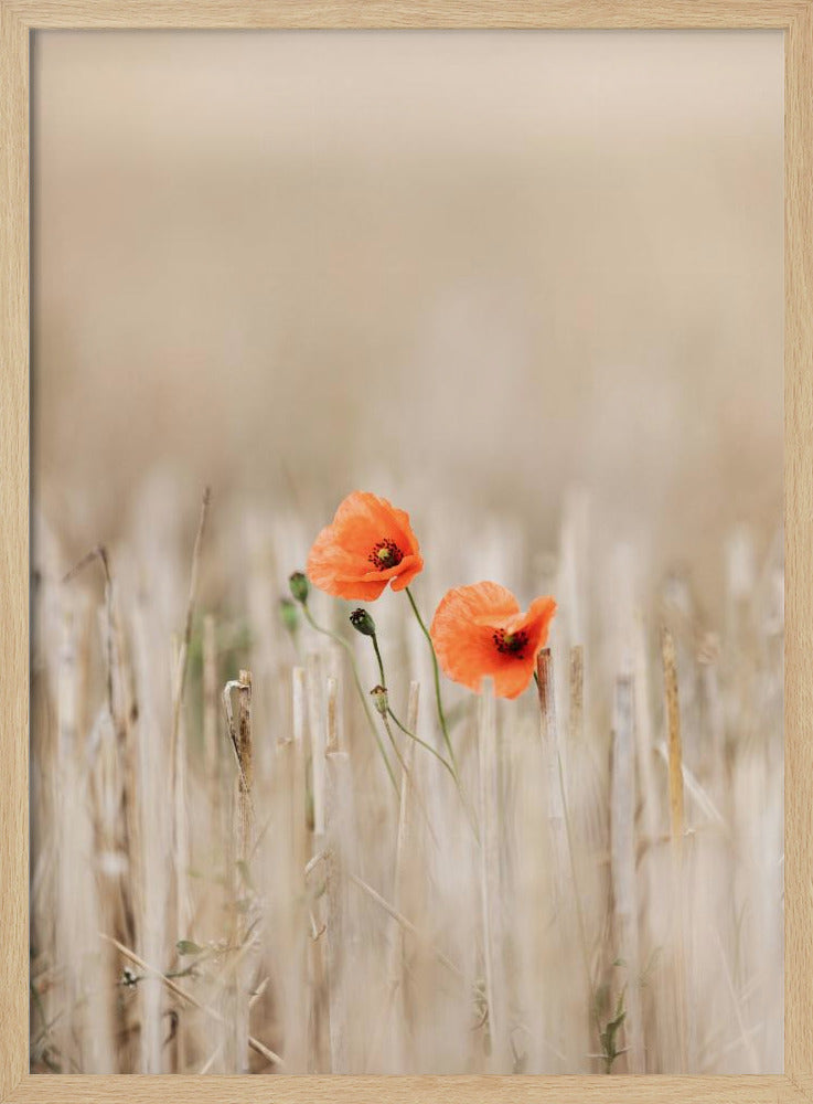Summer Poppies | Poster