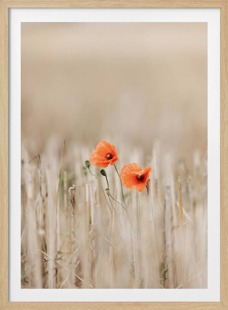 Summer Poppies | Poster