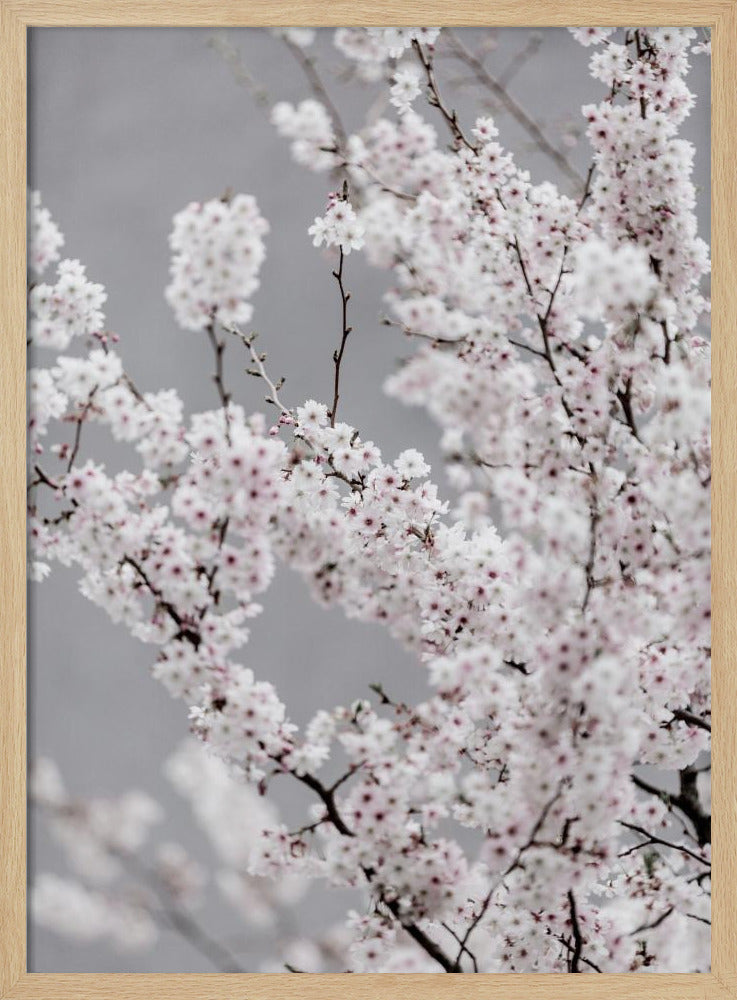 Colorful Spring 6 | Poster