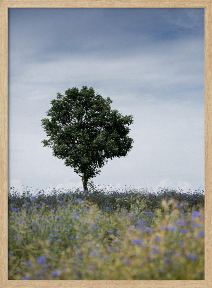 Summer Meadow | Poster