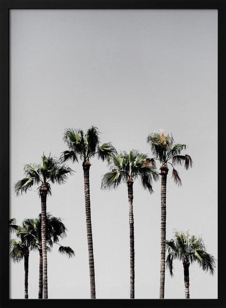 Palm Trees 5 | Poster