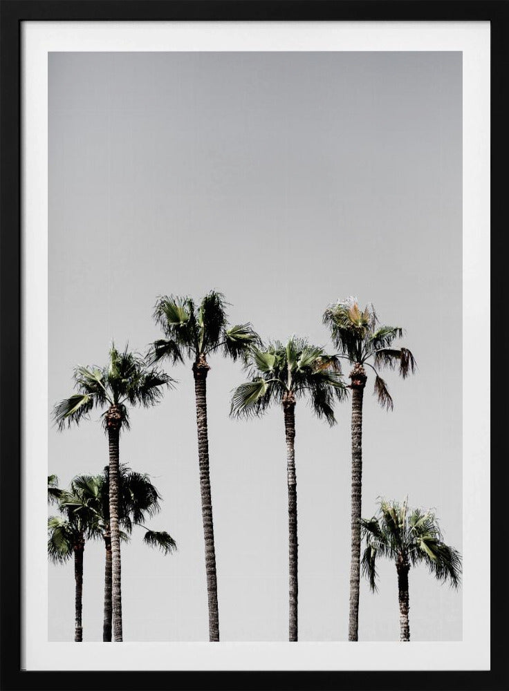 Palm Trees 5 | Poster