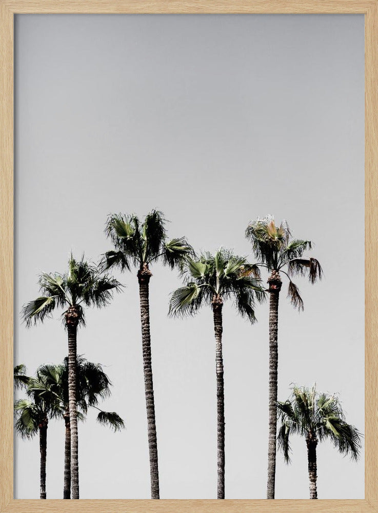 Palm Trees 5 | Poster