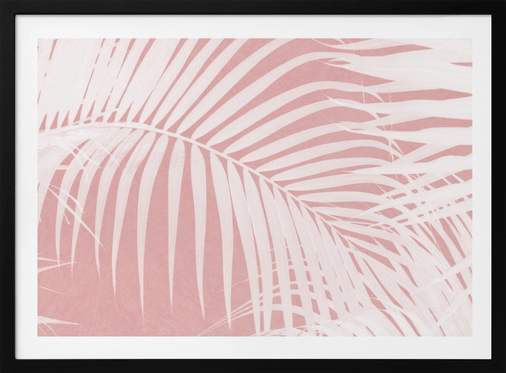 Palm Leaves On Pink Silhouette IV | Poster