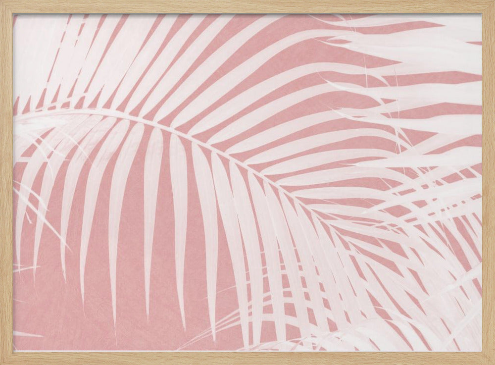 Palm Leaves On Pink Silhouette IV | Poster