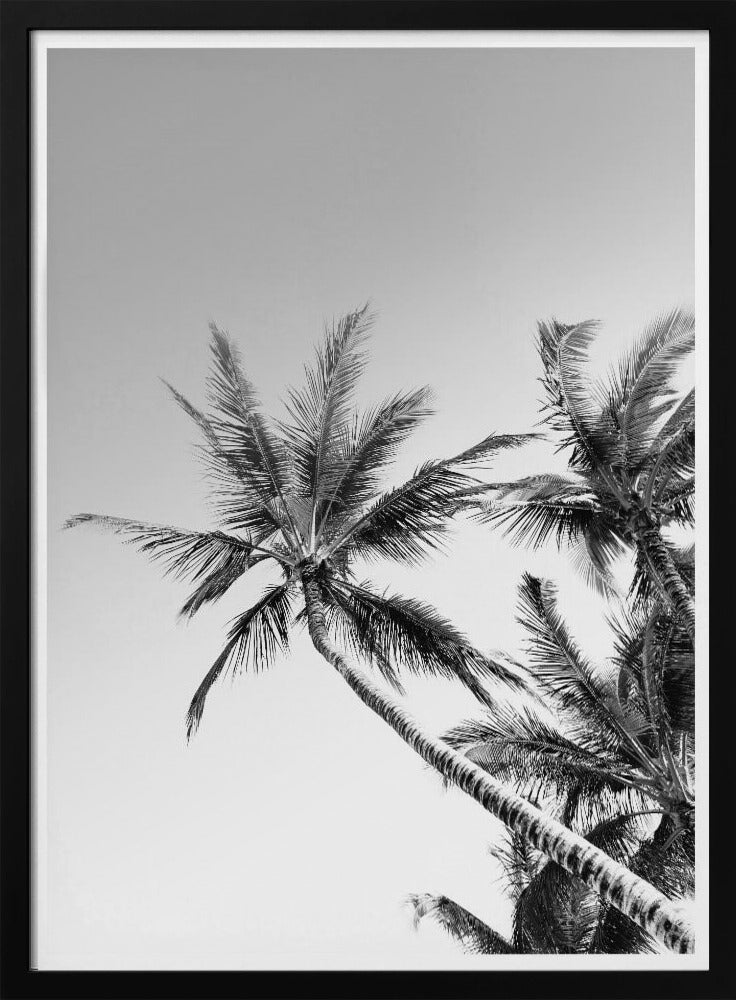 Tropical Silhouettes | Poster