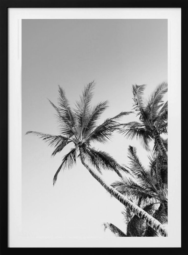Tropical Silhouettes | Poster
