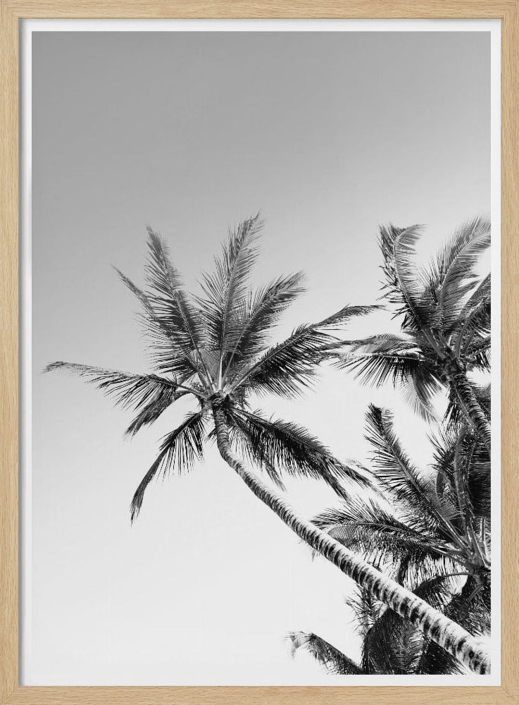 Tropical Silhouettes | Poster