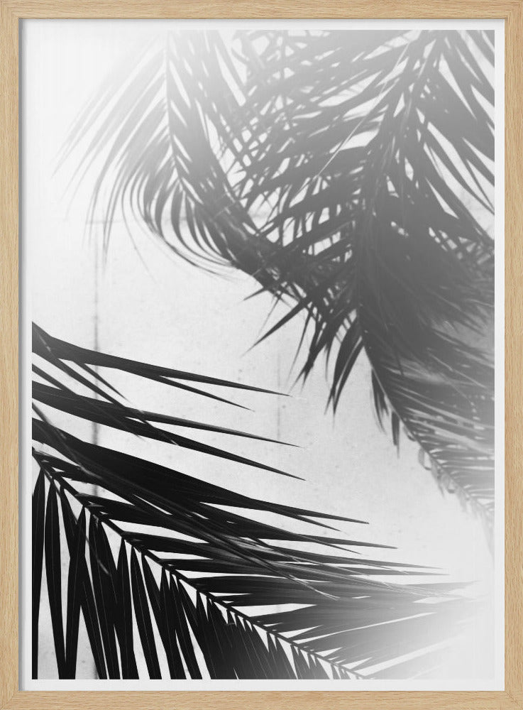 Palm Silhouettes | Poster