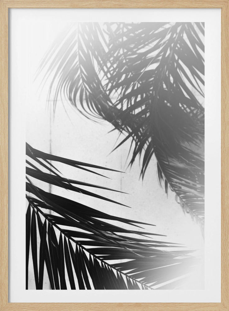 Palm Silhouettes | Poster