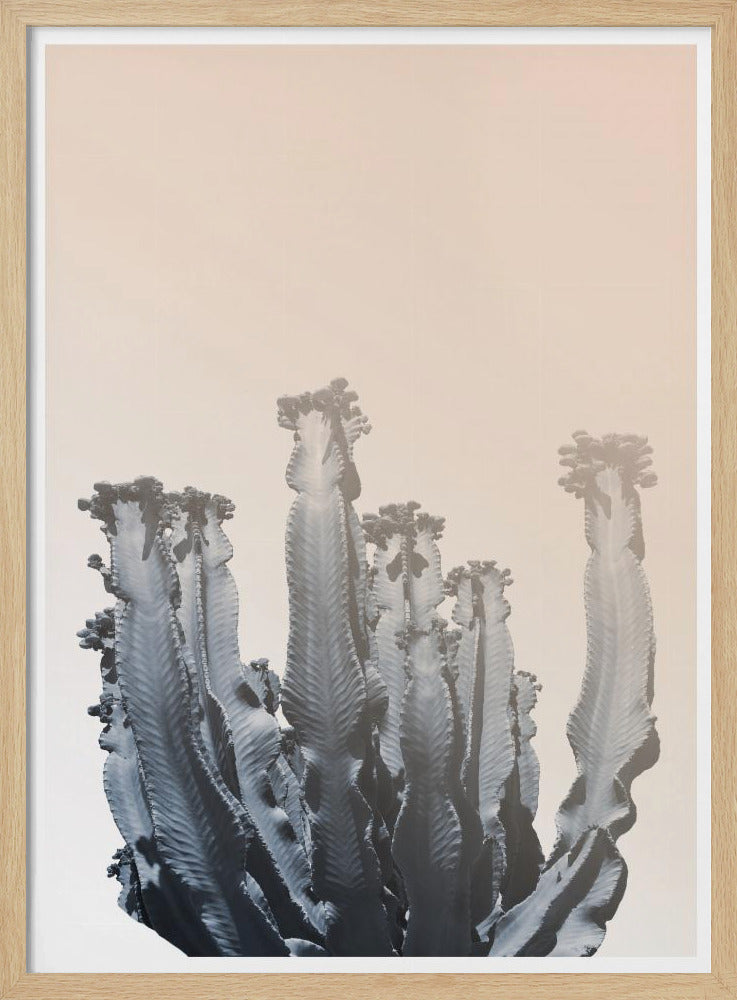 Cactus Silhouettes | Poster