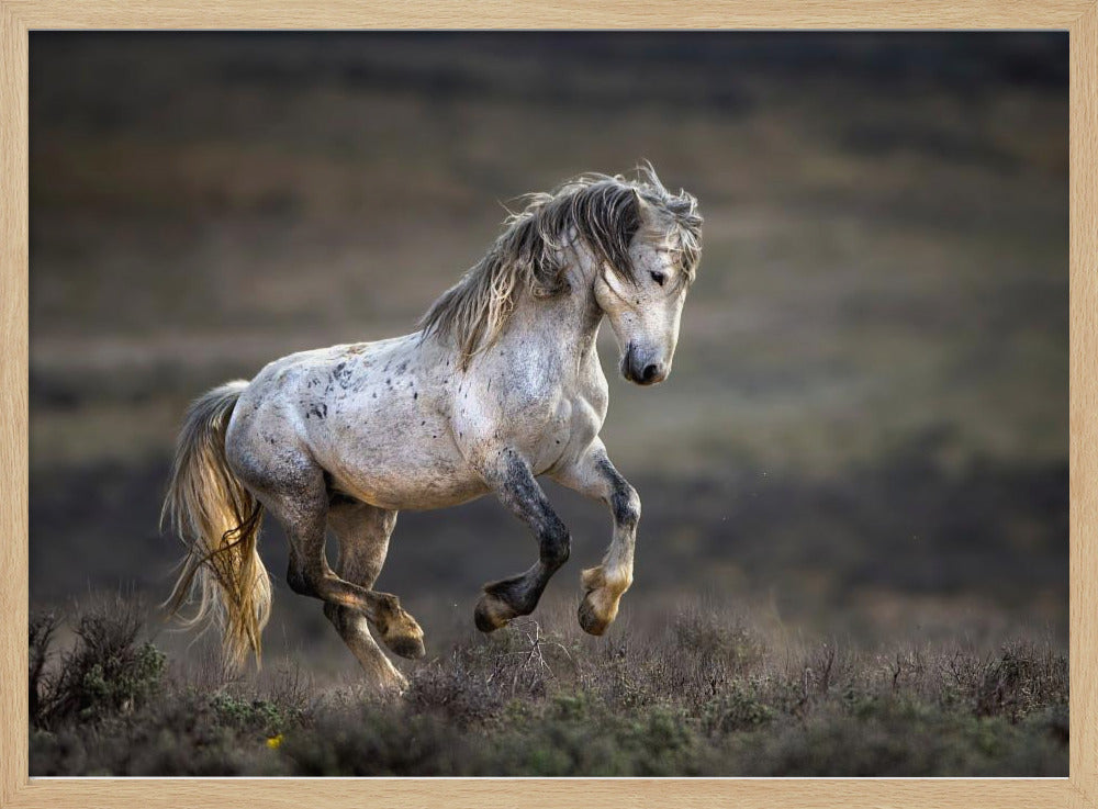 Mustang, Wild Horse / Equus ferus caballus | Poster