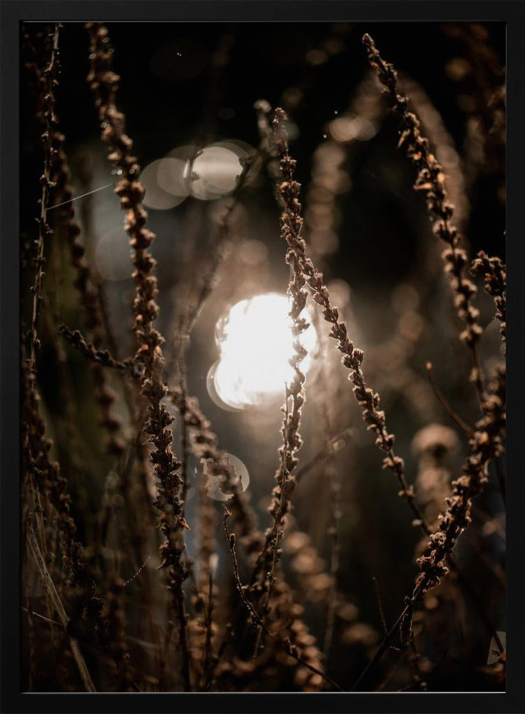 Autumn Lights 2 | Poster