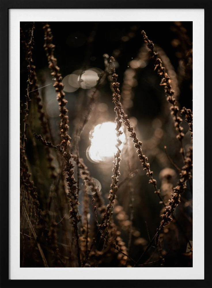 Autumn Lights 2 | Poster