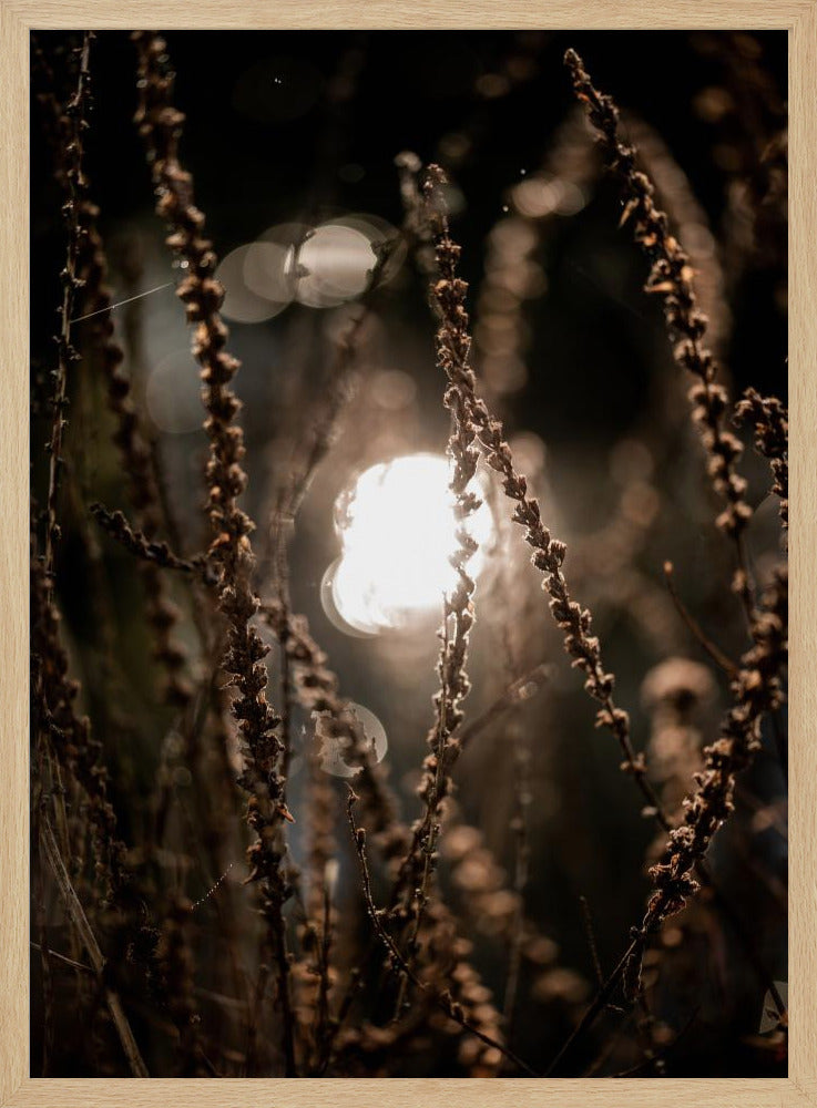 Autumn Lights 2 | Poster