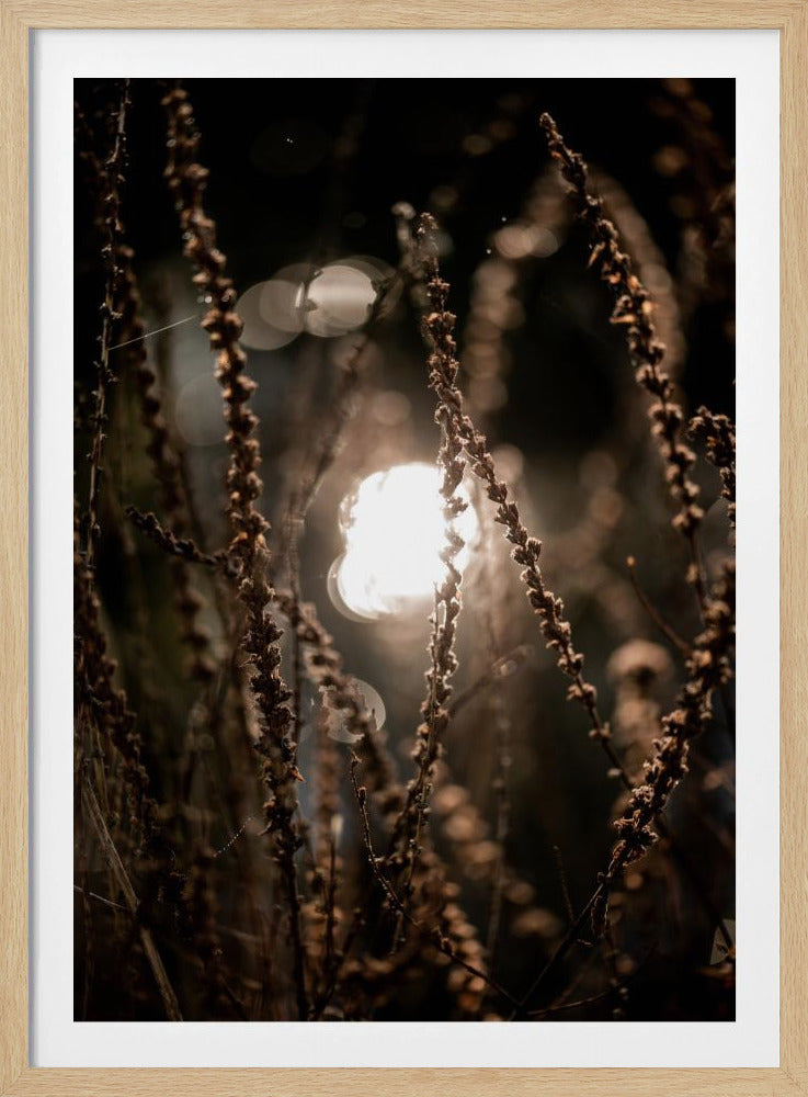Autumn Lights 2 | Poster