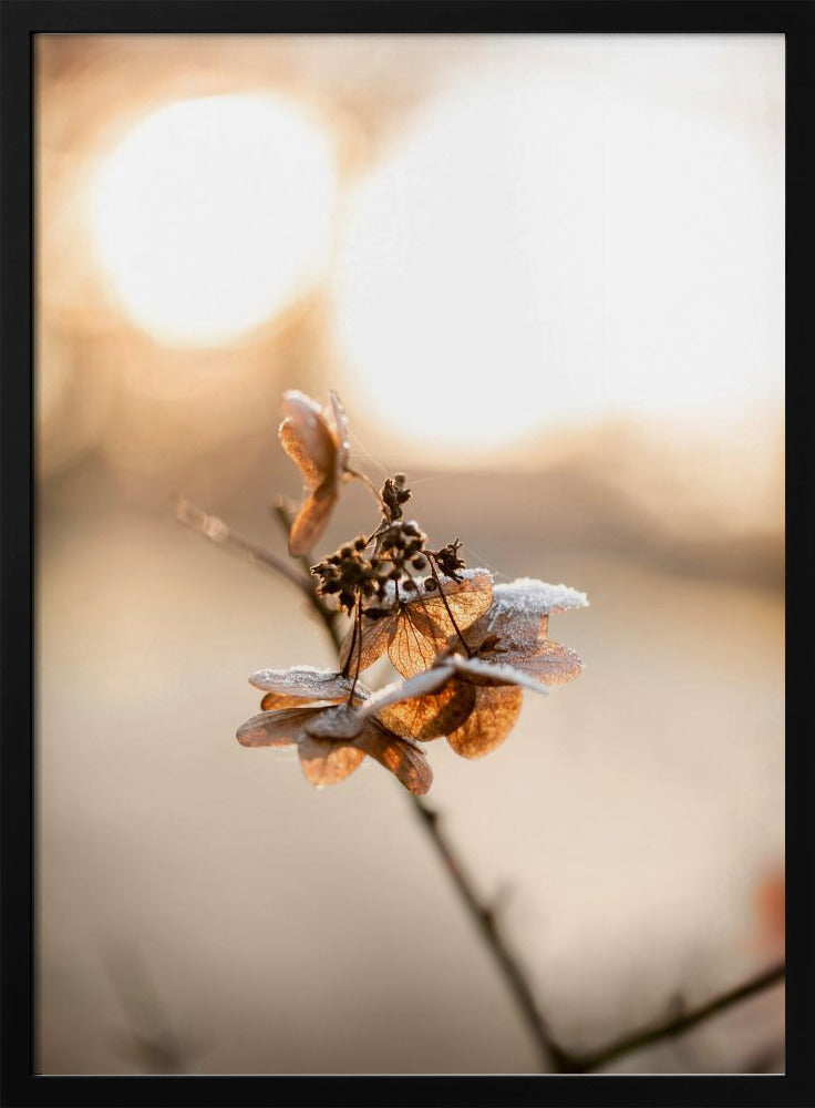 Hydrangea 4 | Poster