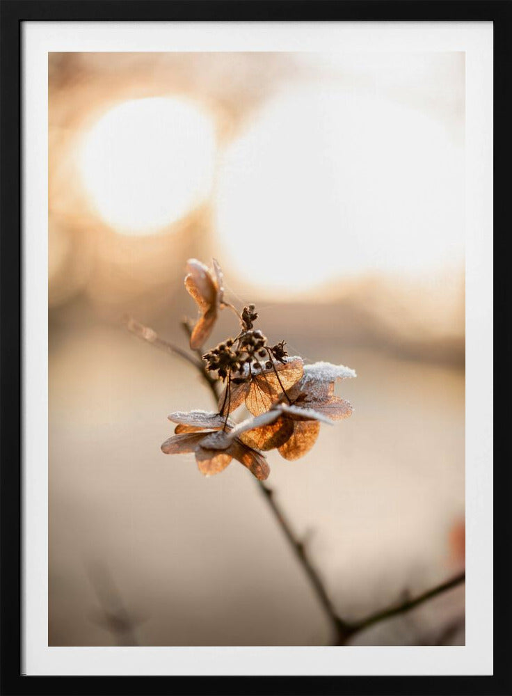 Hydrangea 4 | Poster