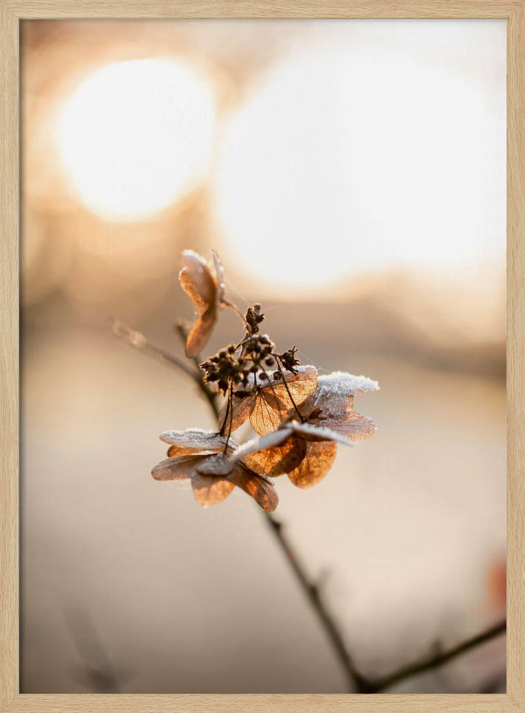 Hydrangea 4 | Poster