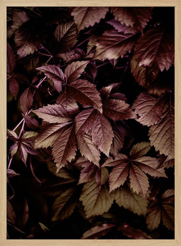 Autumn Leaves 13 | Poster