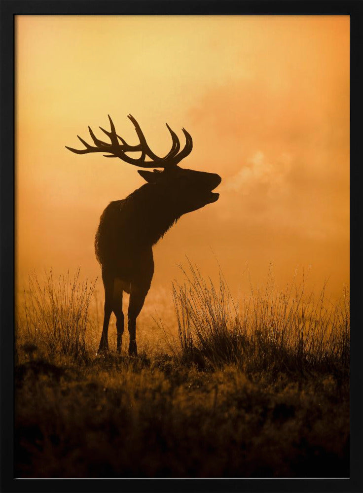 Morning call | Poster