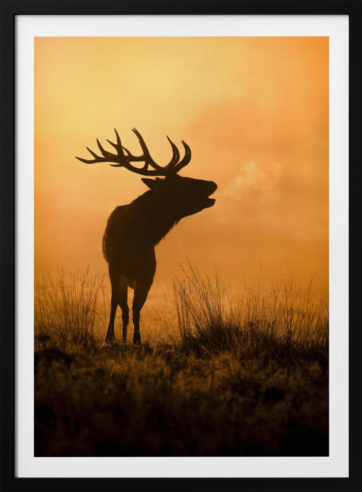 Morning call | Poster