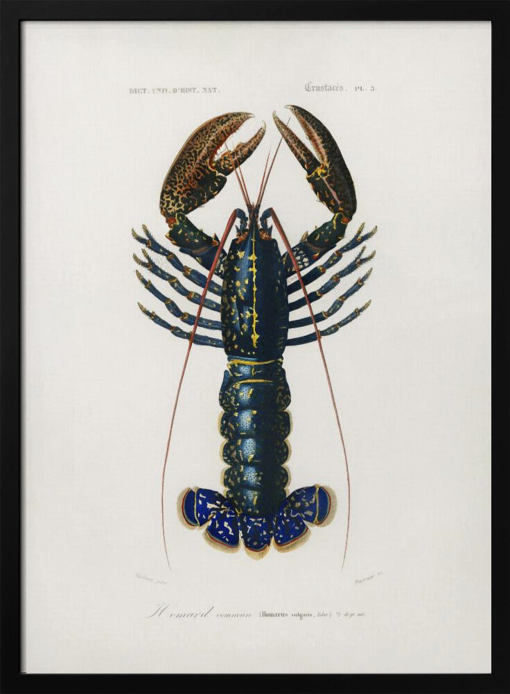 Crimson Crawfish | Poster