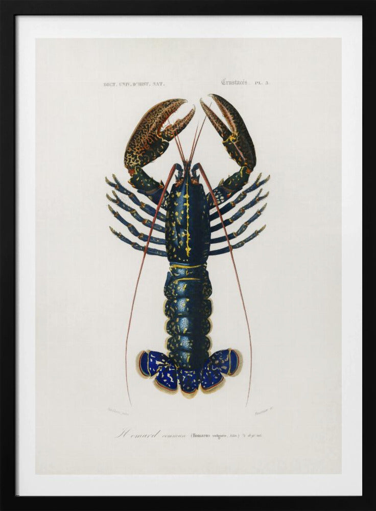 Crimson Crawfish | Poster