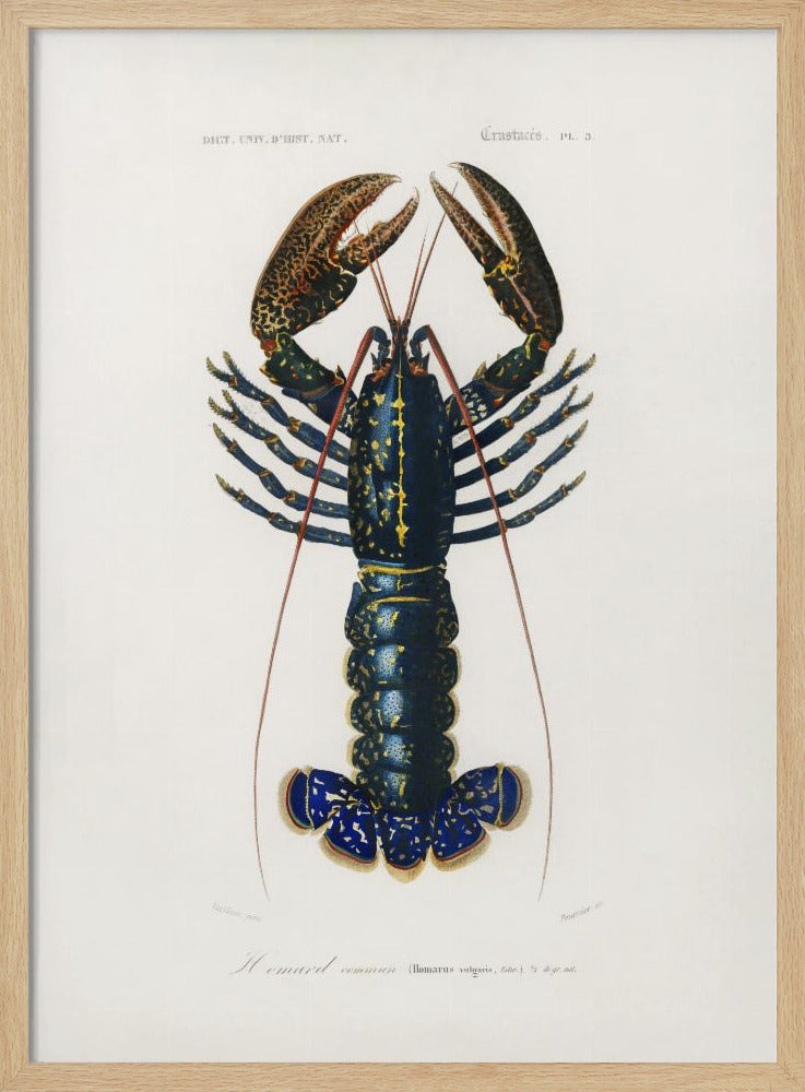 Crimson Crawfish | Poster