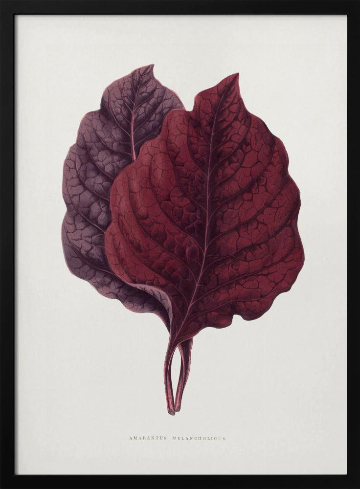 Pink Amarantus Leaf Illustration | Poster