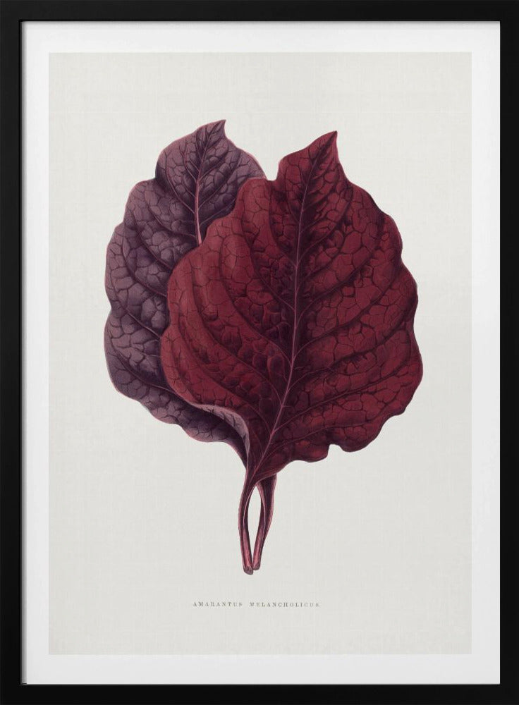 Pink Amarantus Leaf Illustration | Poster