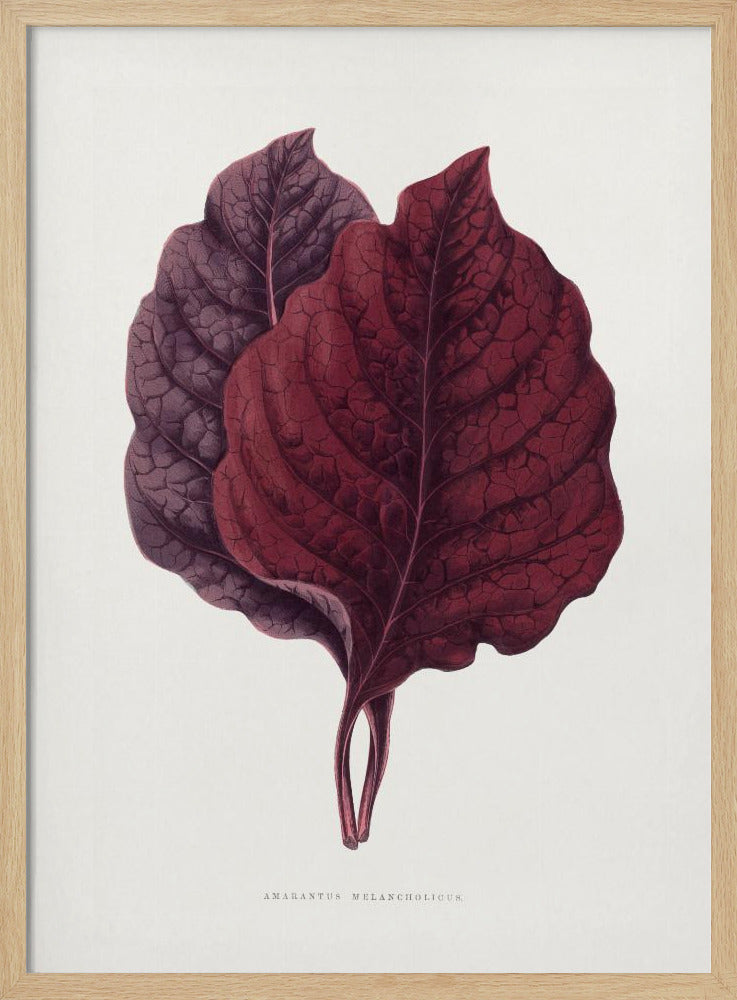 Pink Amarantus Leaf Illustration | Poster