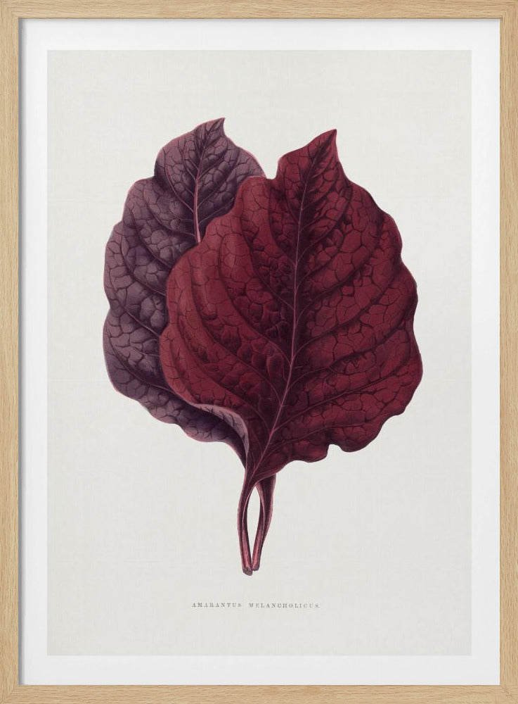 Pink Amarantus Leaf Illustration | Poster