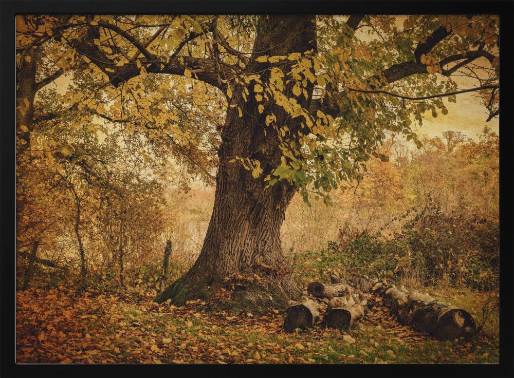 Old tree | Poster