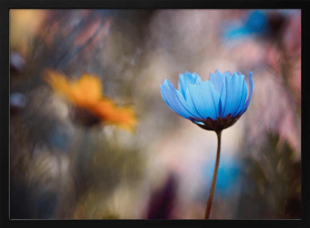 Do you wanna dance with me | Poster