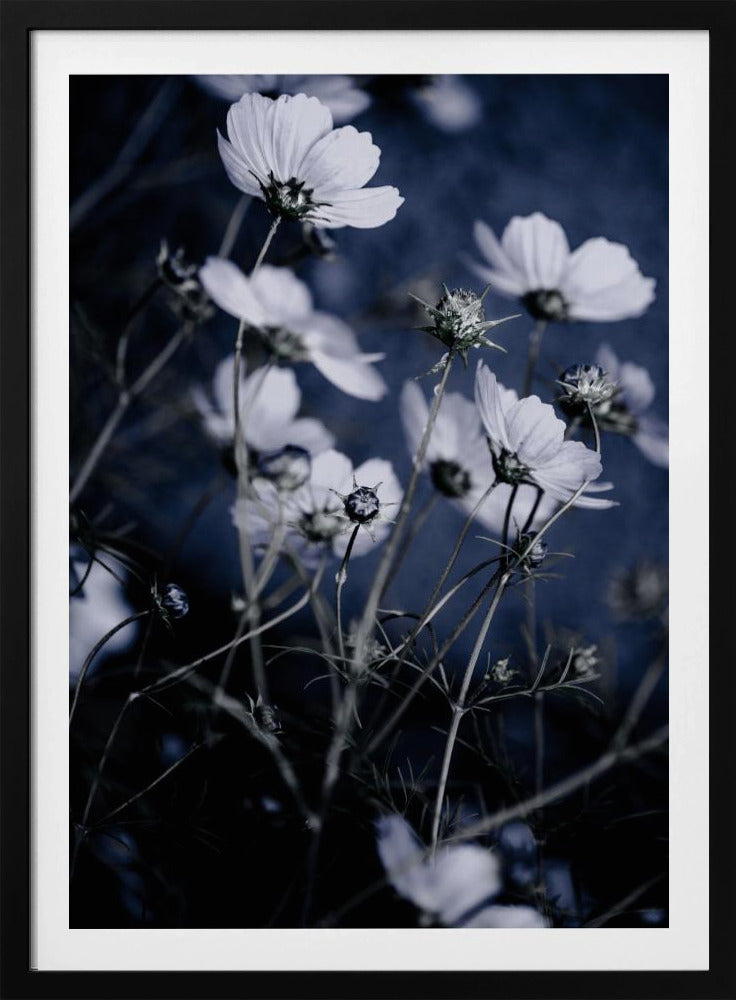 Wild Flowers 10 | Poster
