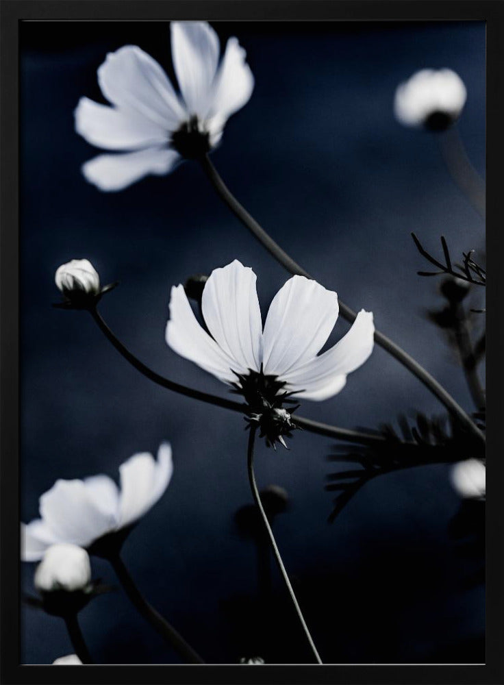 Wild Flowers 1 | Poster