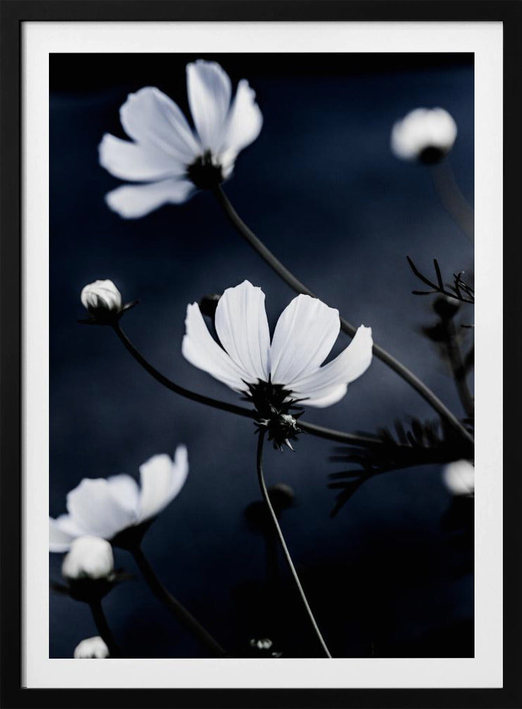 Wild Flowers 1 | Poster