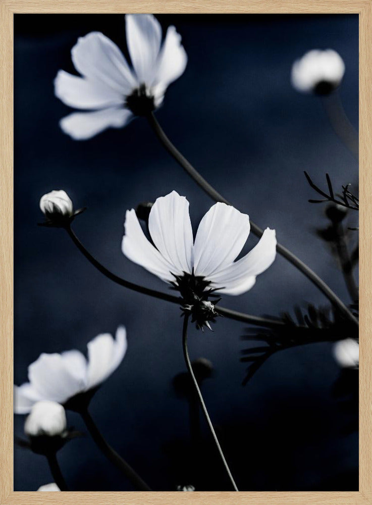 Wild Flowers 1 | Poster