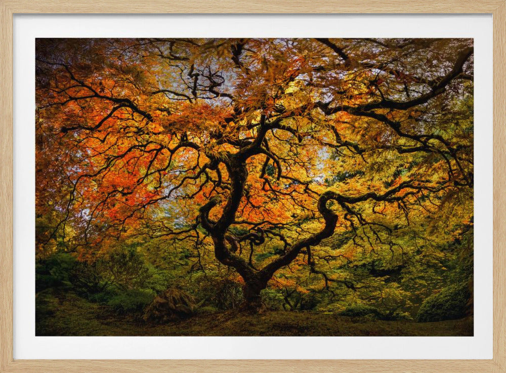 The maple Tree | Poster