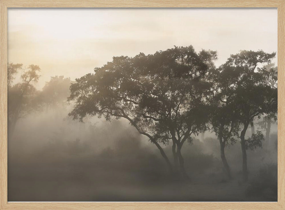 SAVANA SUNRISE | Poster