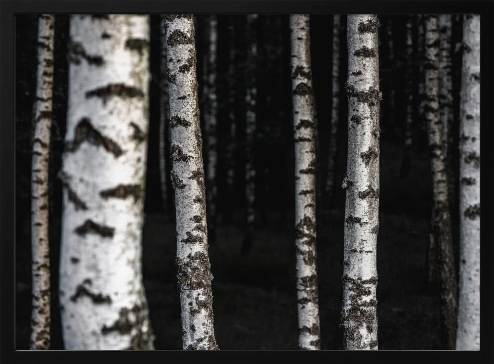 Birch Trees 8 | Poster