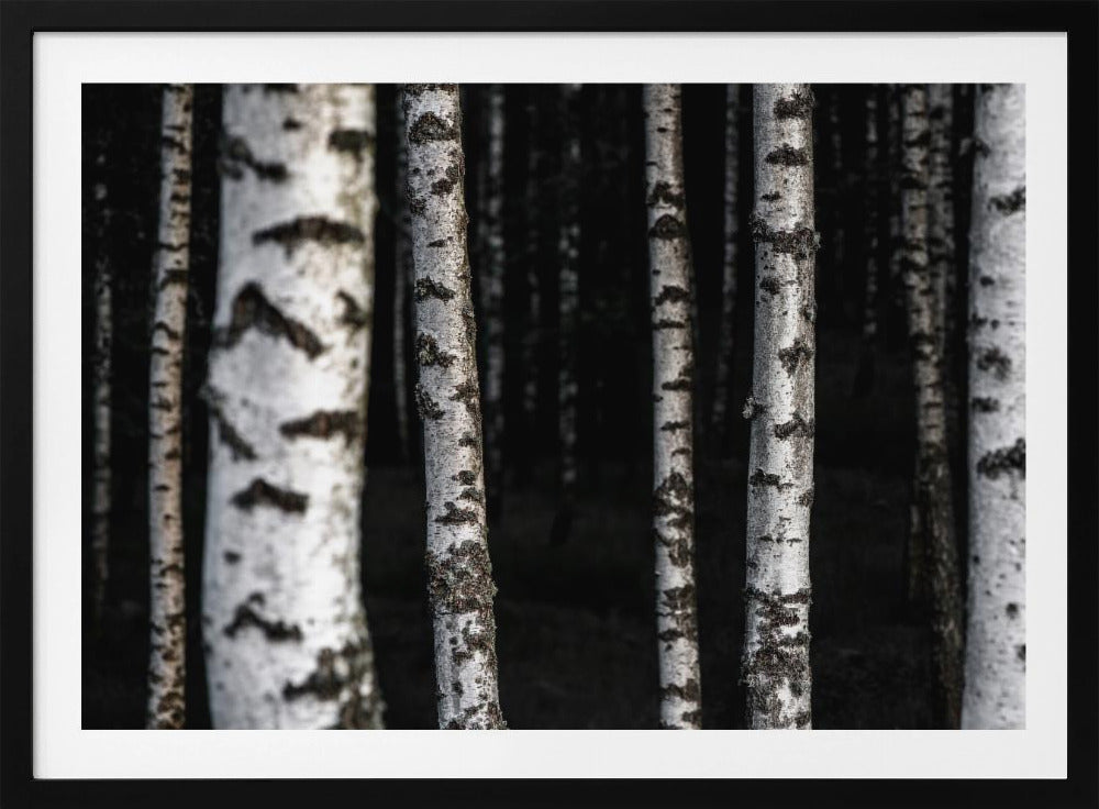 Birch Trees 8 | Poster